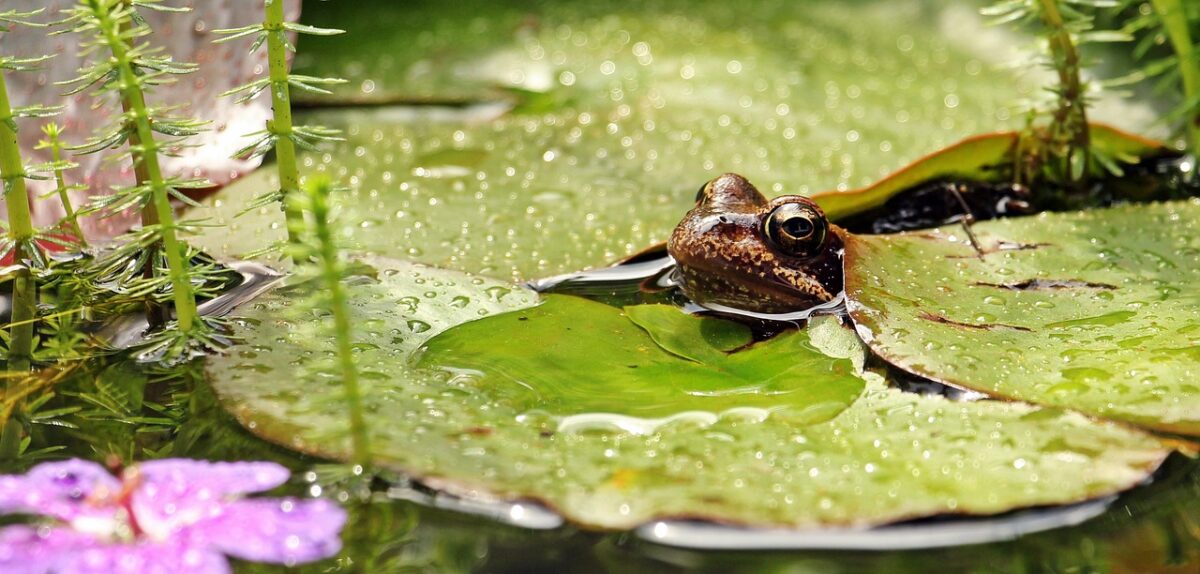 Hidden frog